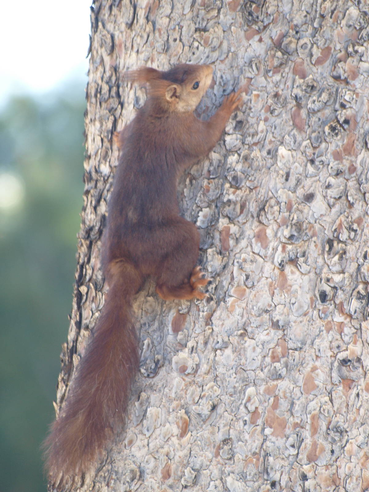 European red squirrel
