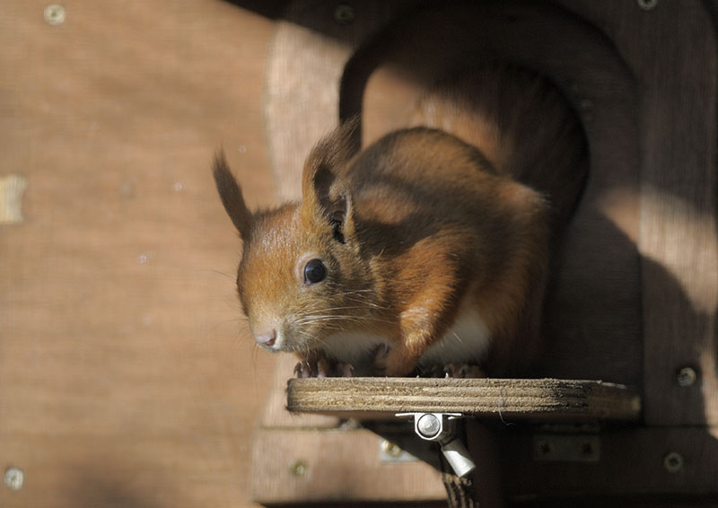 European red squirrel