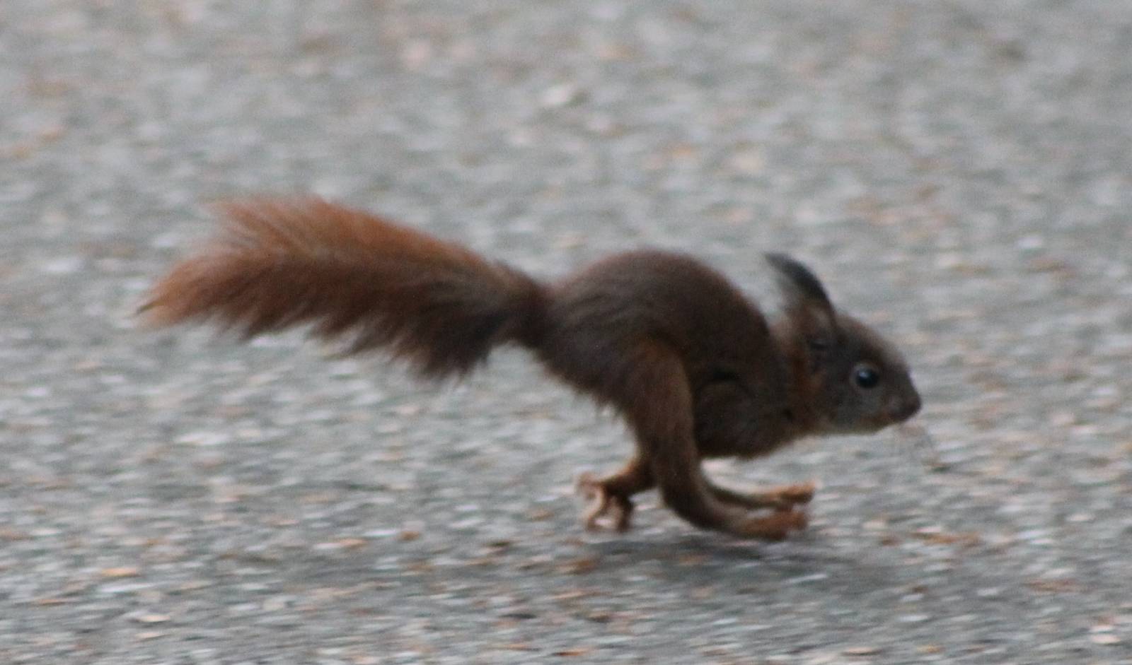 european red squirrel