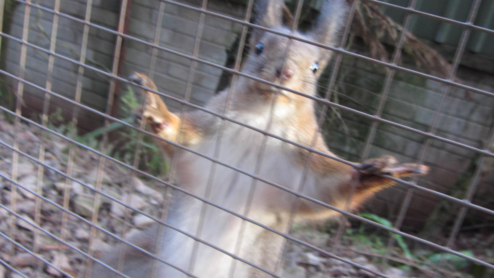 European Red Squirrel