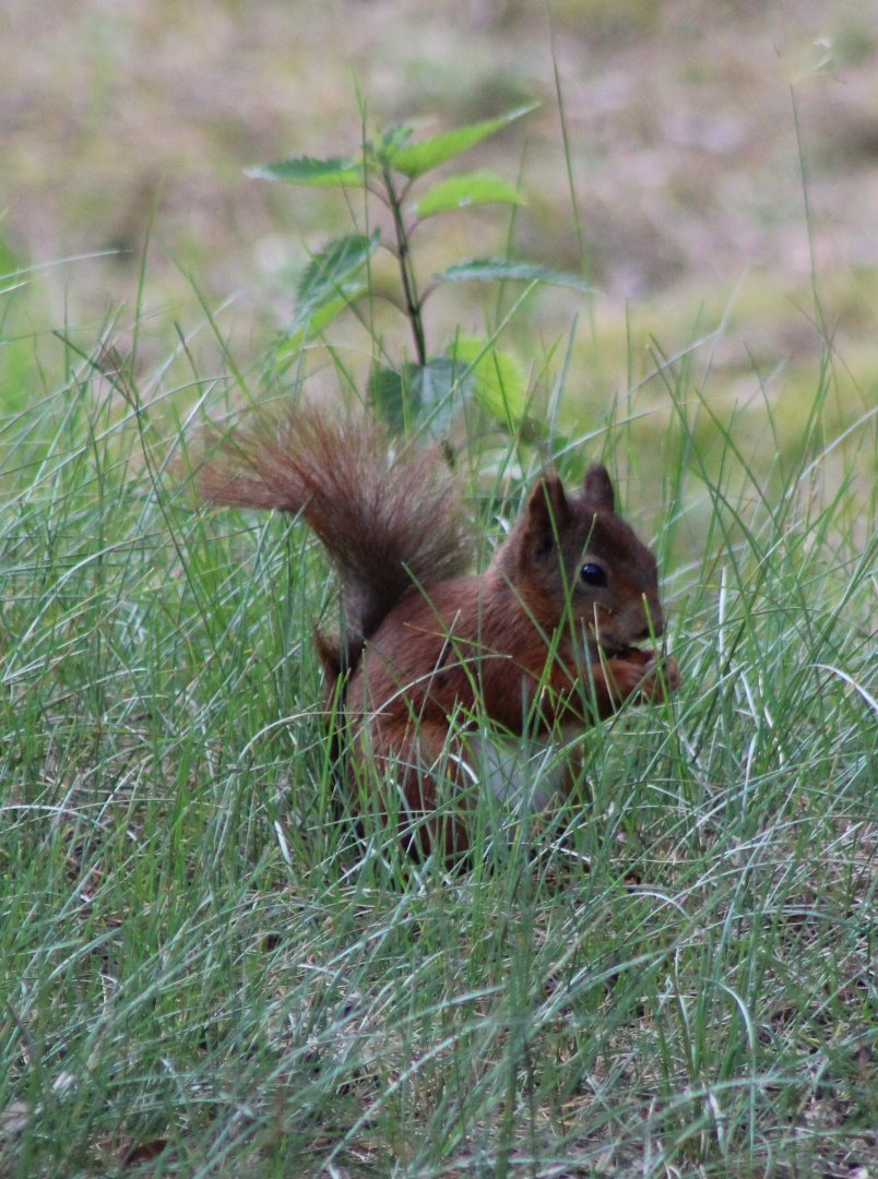 European red squirrel