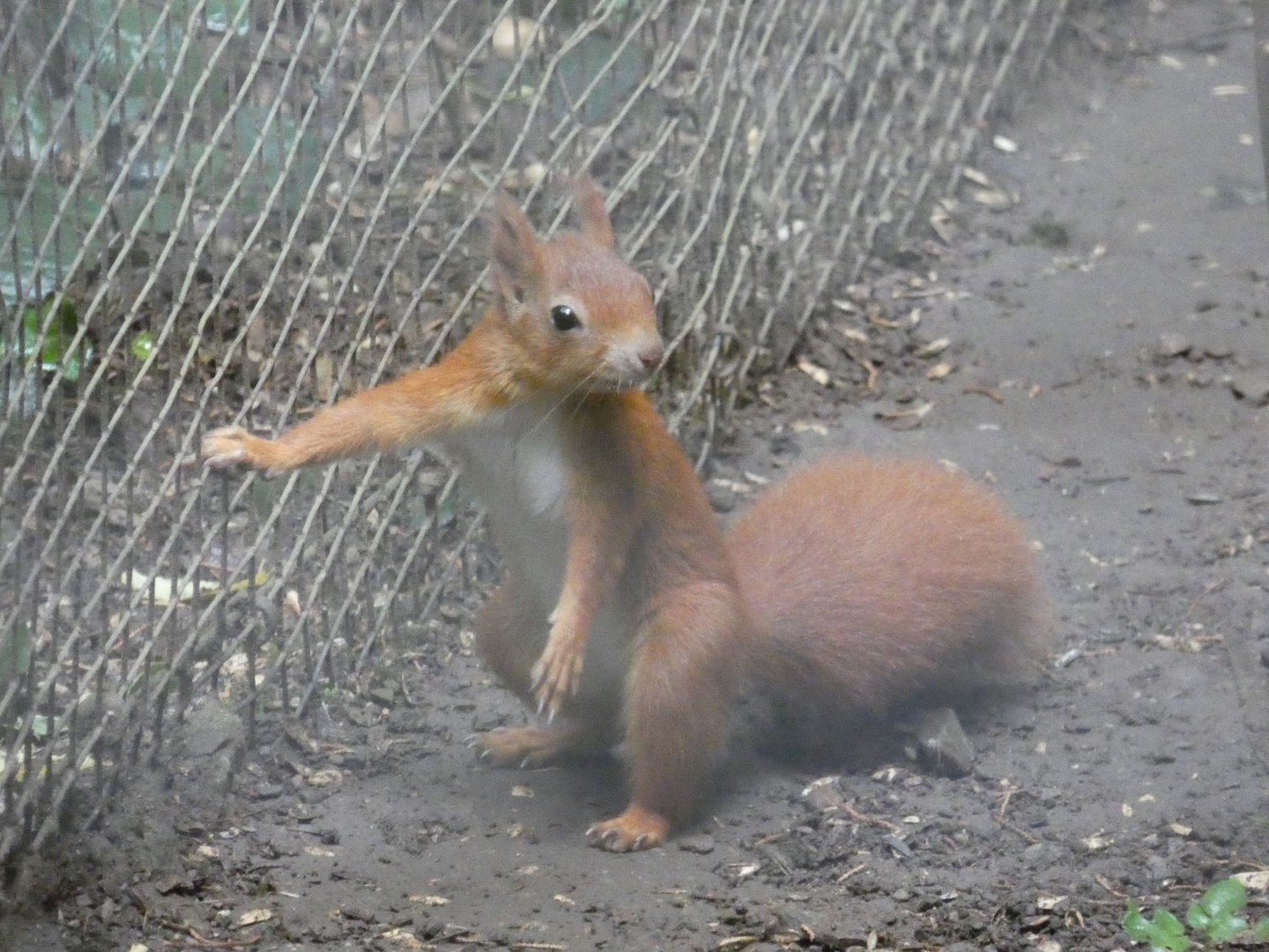European Red Squirrel