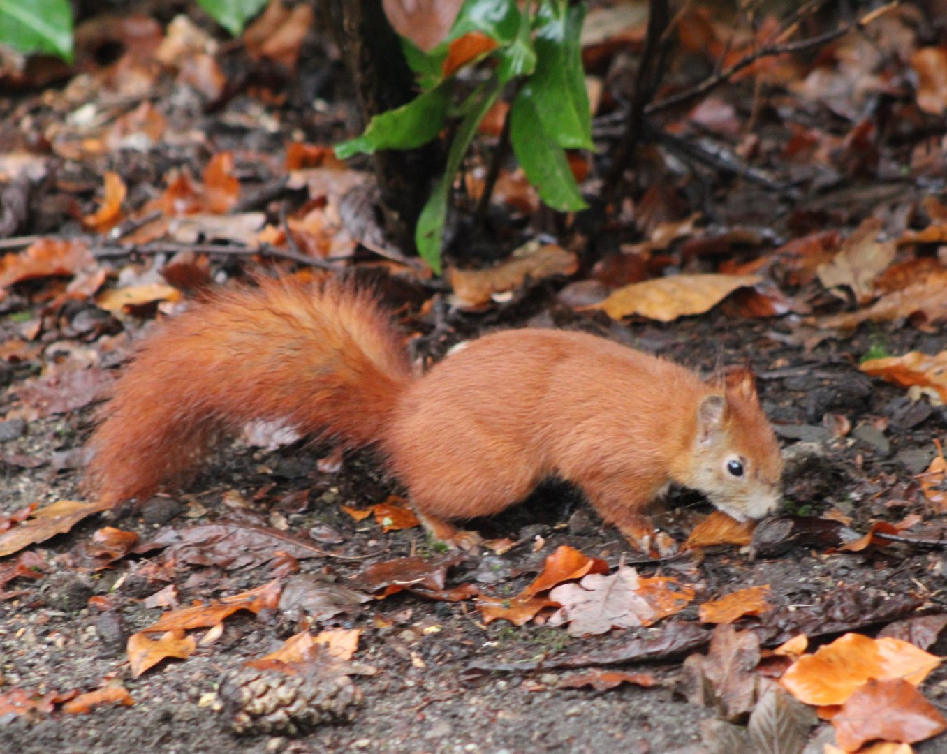 European red squirrel