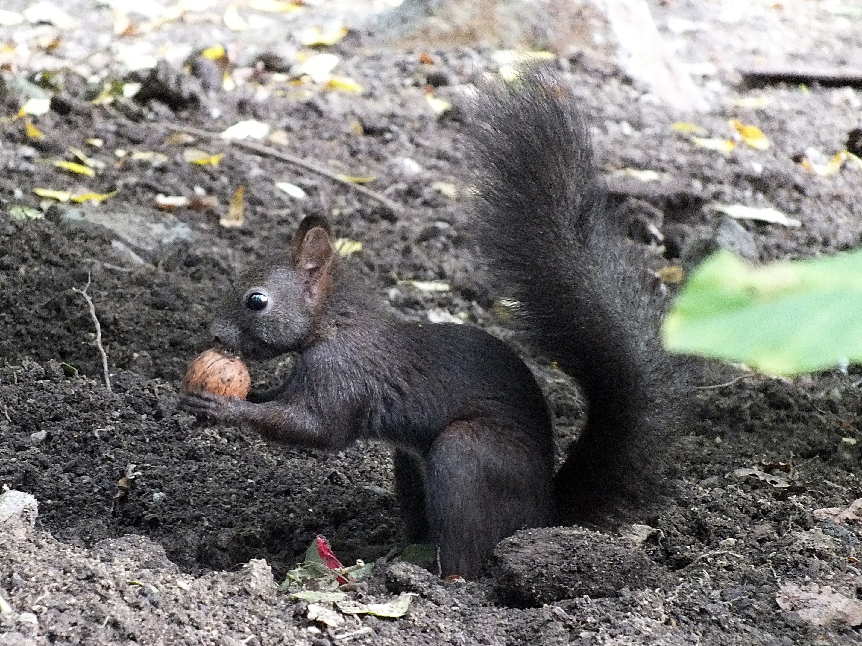 European red squirrel
