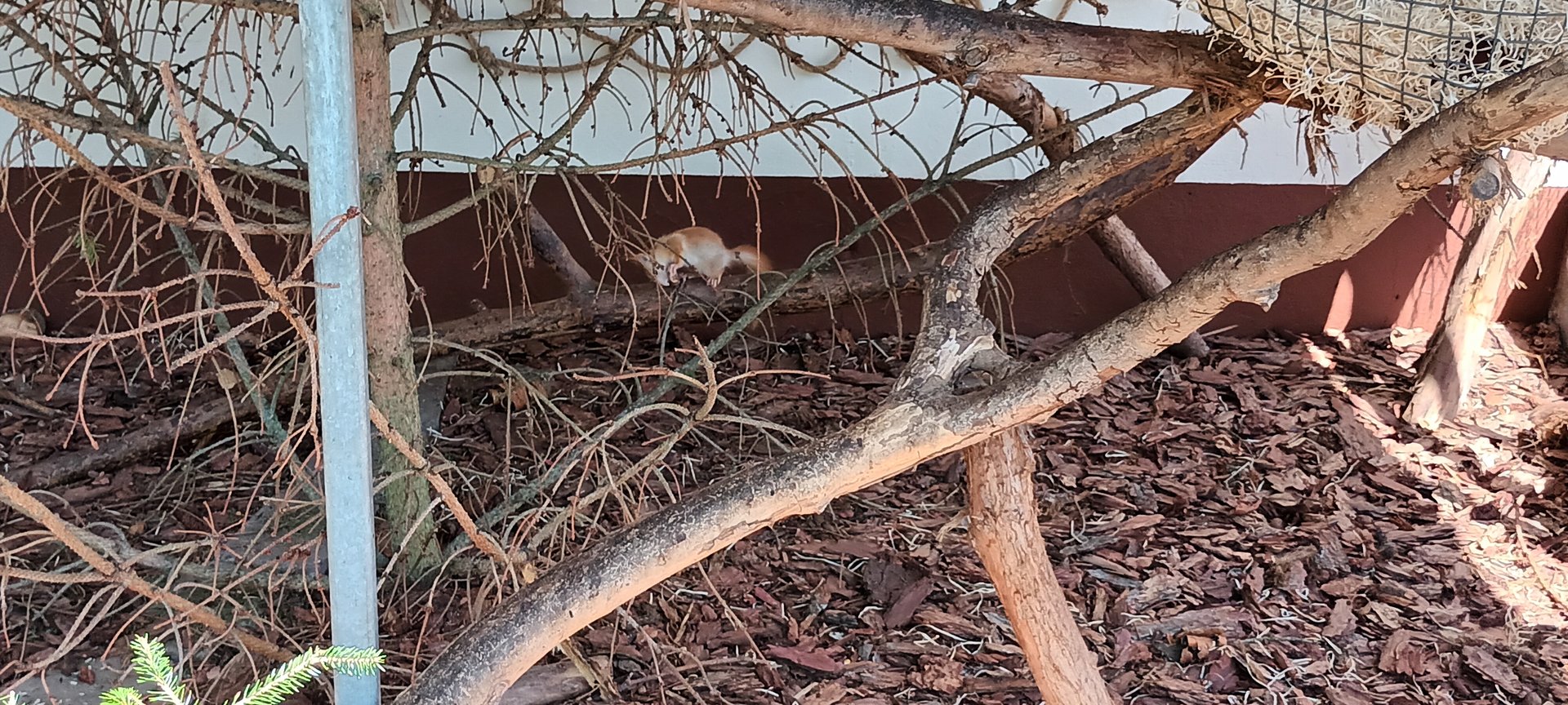 European red Squirrel