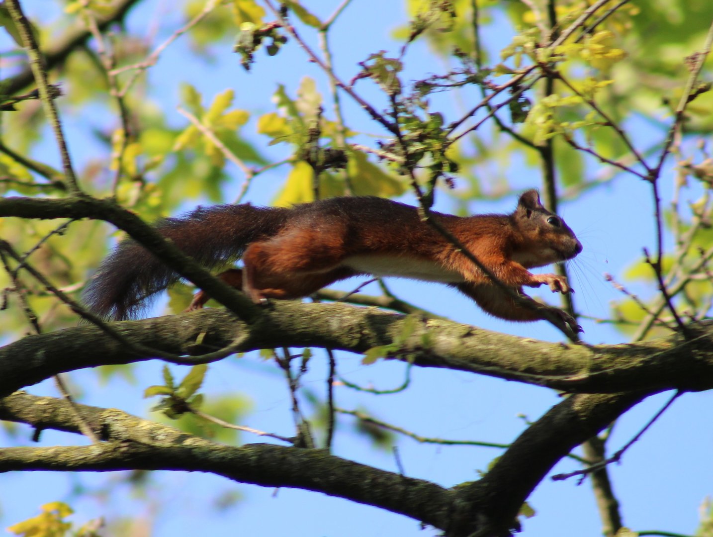 European red squirrel