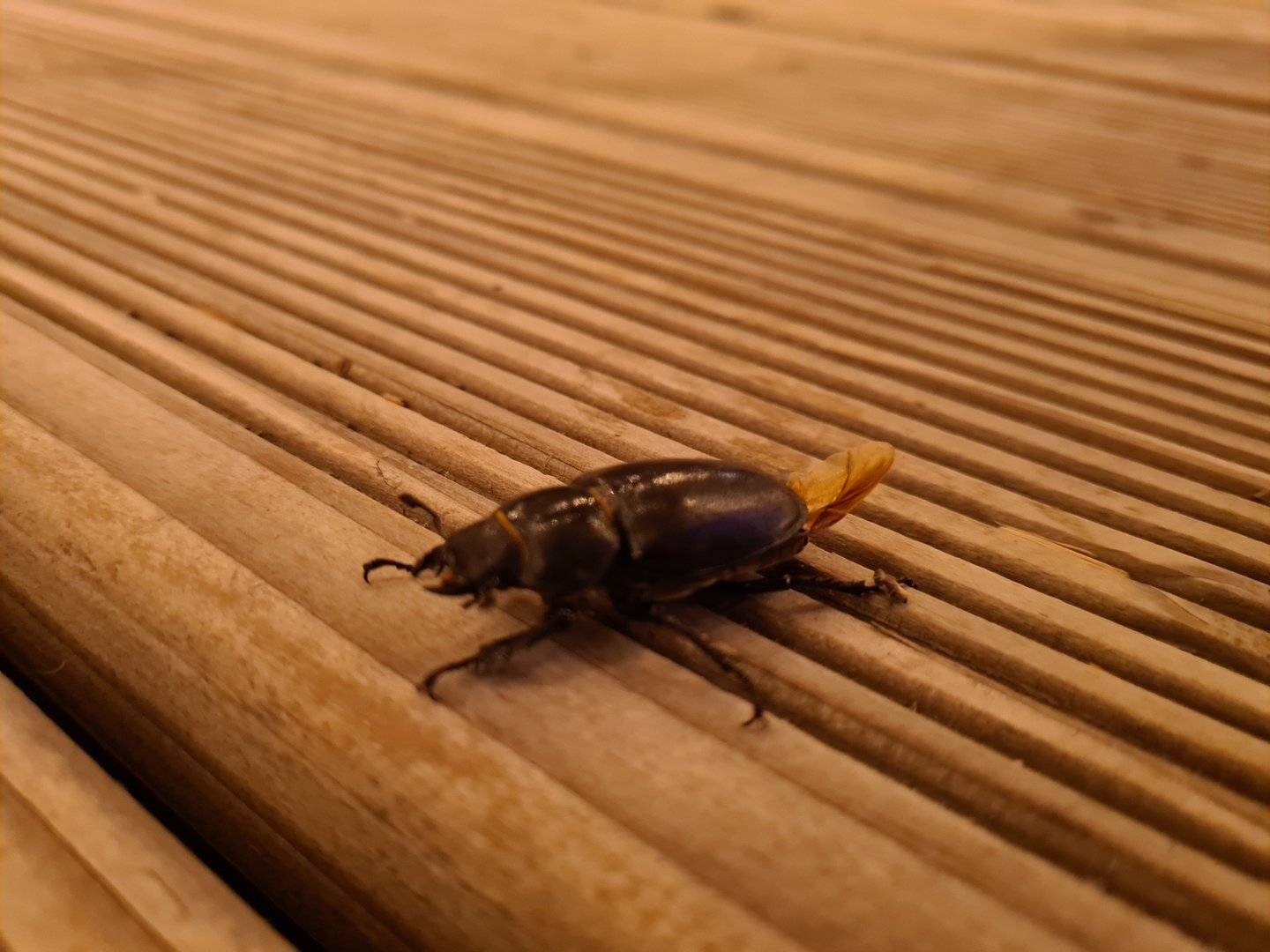 European Rhinoceros beetle (?)