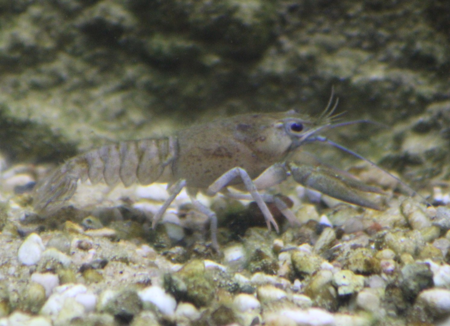 European river crayfish