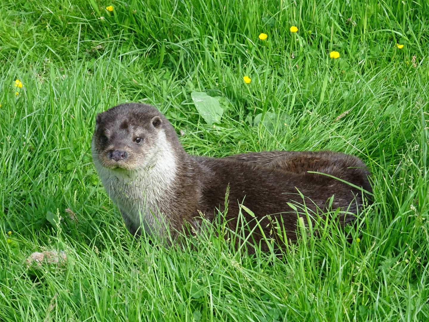 European River Otter (Lutra lutra)