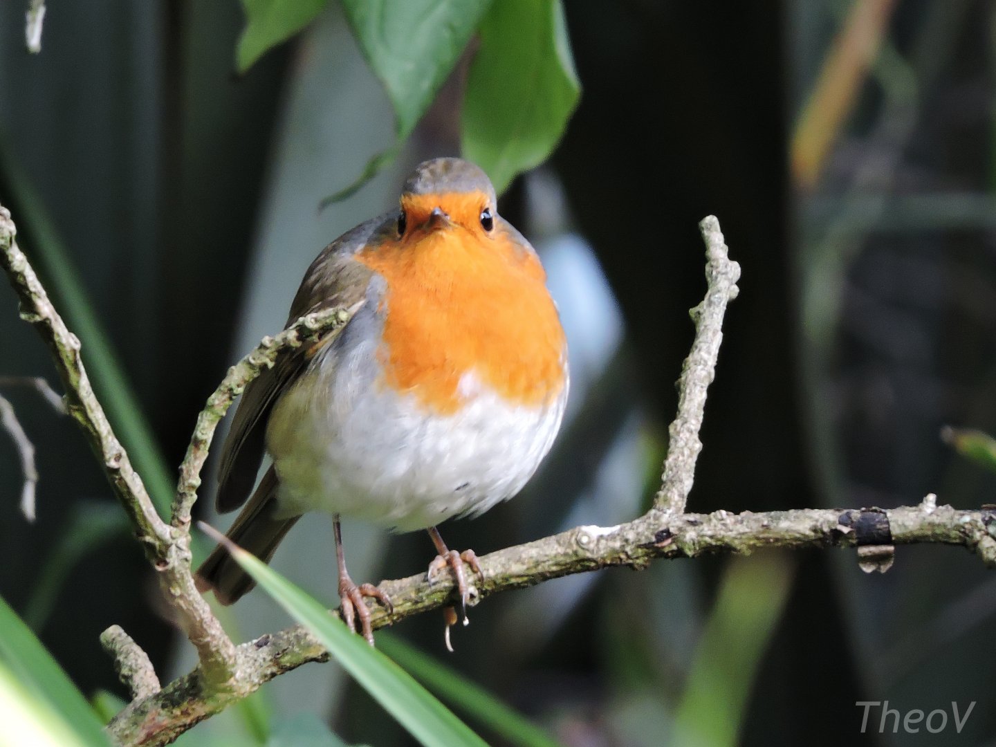 European robin [2015]