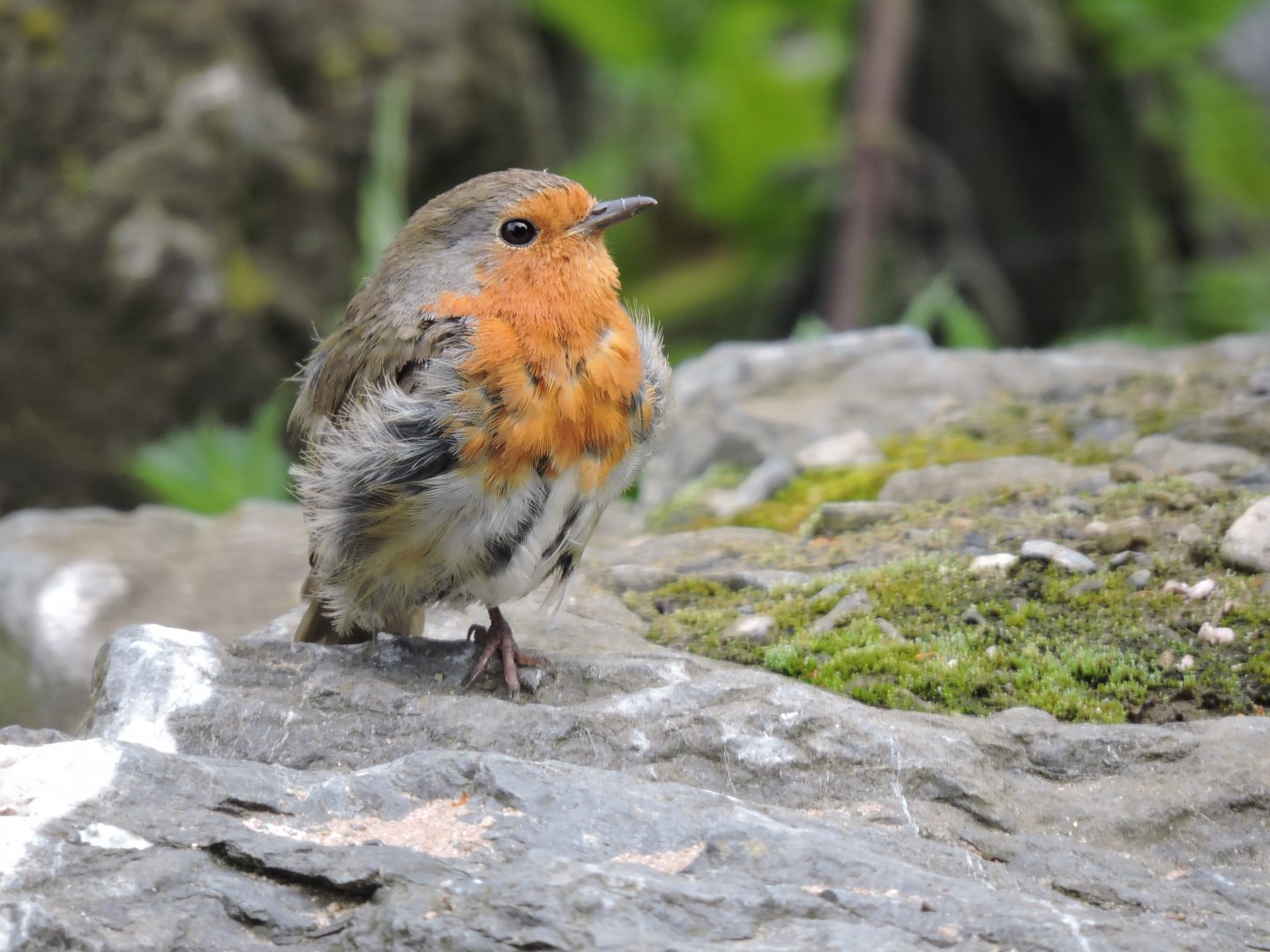 European robin [2016]