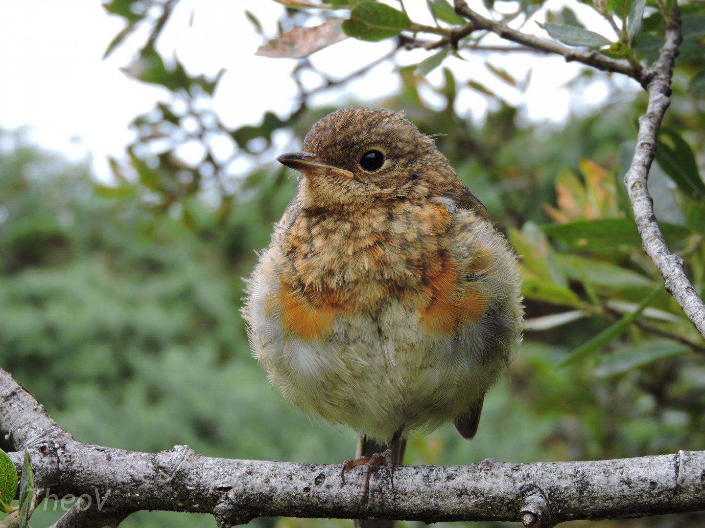 European robin [2016]