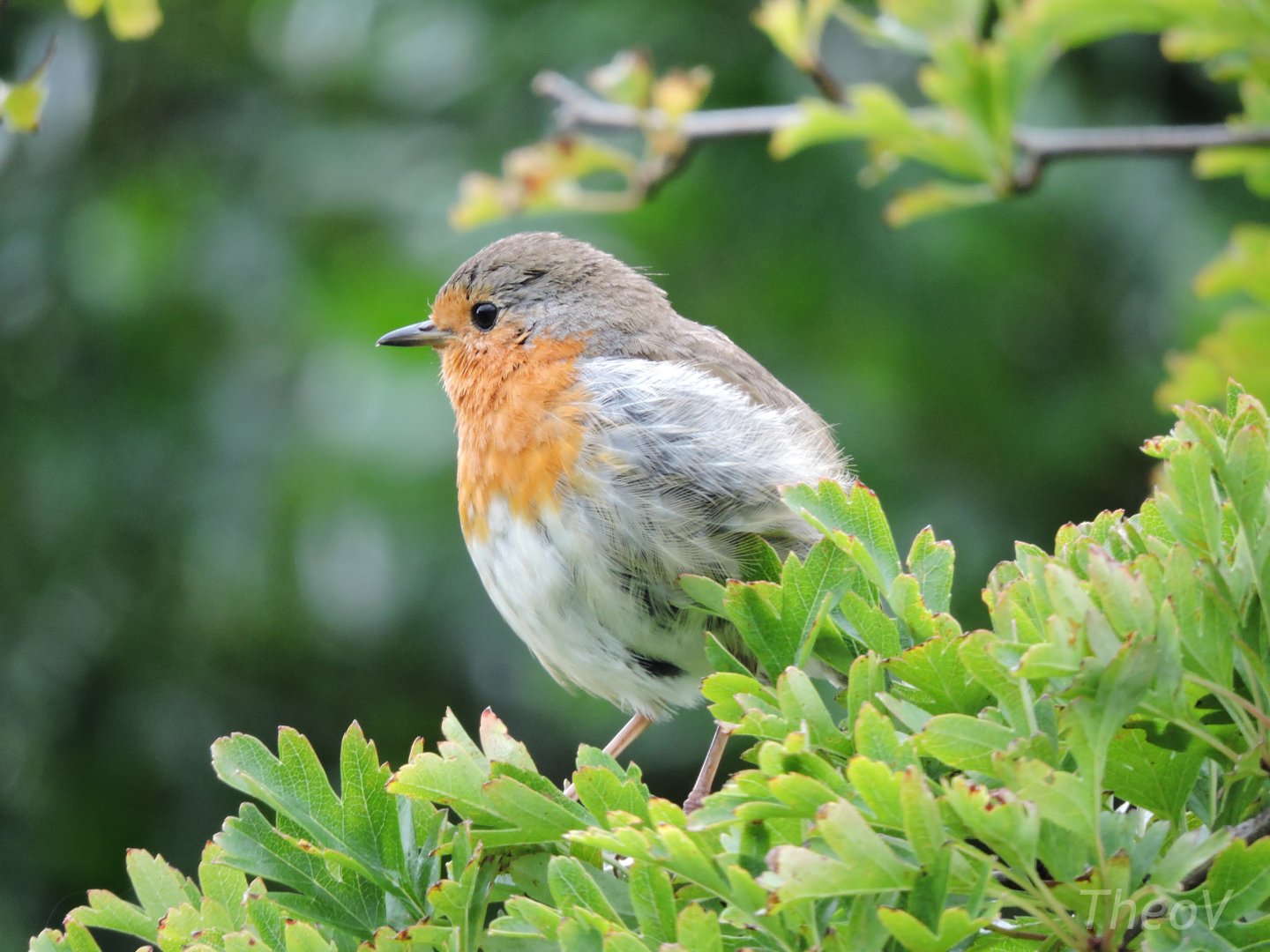 European robin [2016]