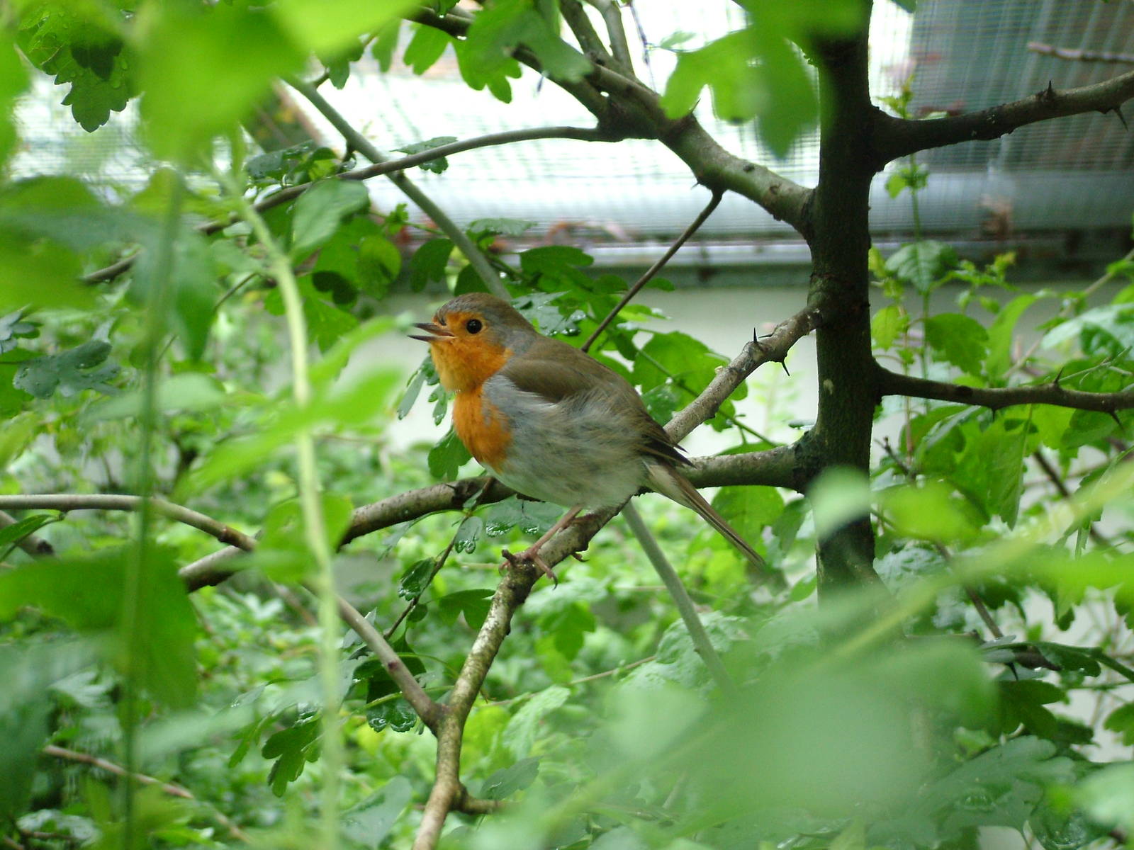 European Robin at Ohrada, 26/05/10