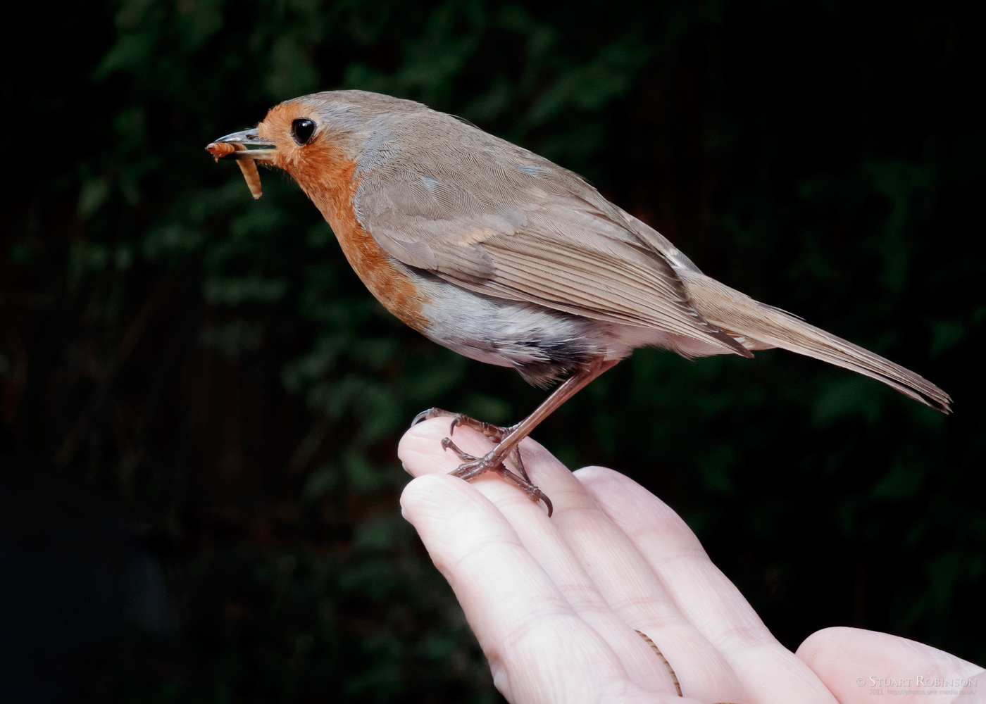 European Robin Eating From My Hand