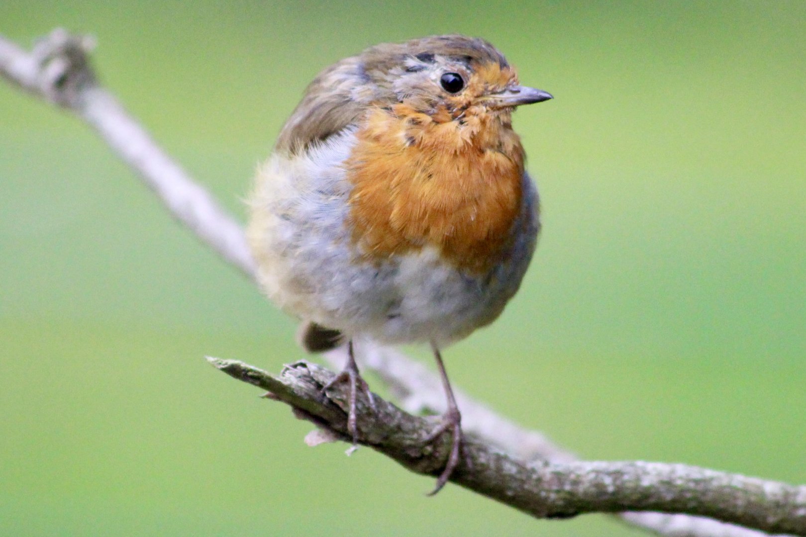 European robin (Erithacus rubecula) at Belfast Zoo - 04/09/2021