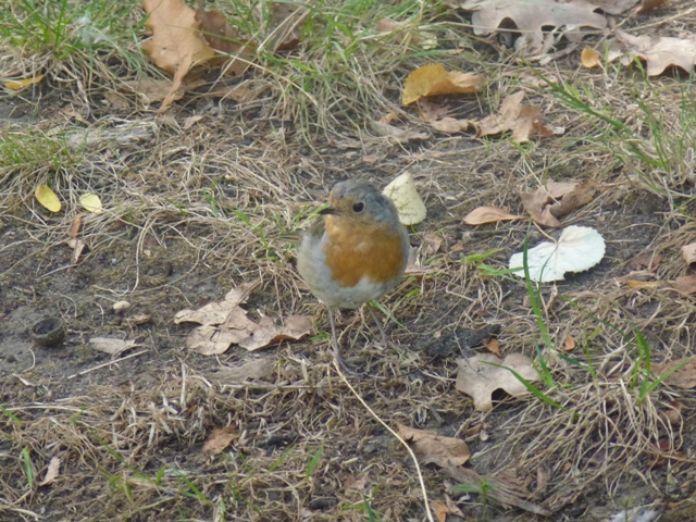 European Robin Erithacus rubecula in Sofia 19.9.13