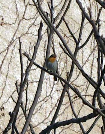 European Robin (Erithacus rubecula)