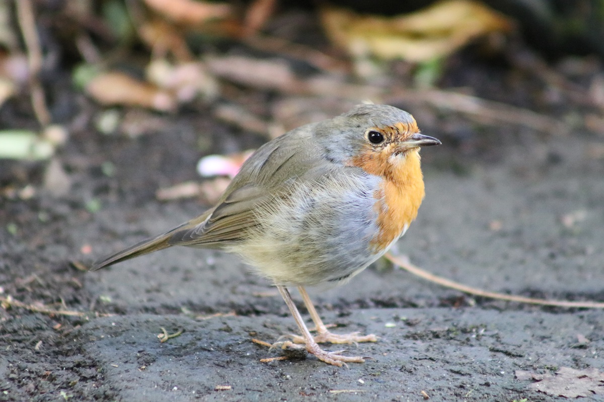 European Robin (Erithacus rubecula)