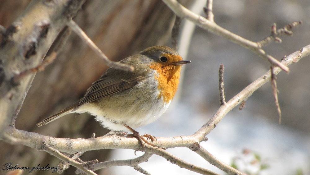 (European robin)iran-tehran