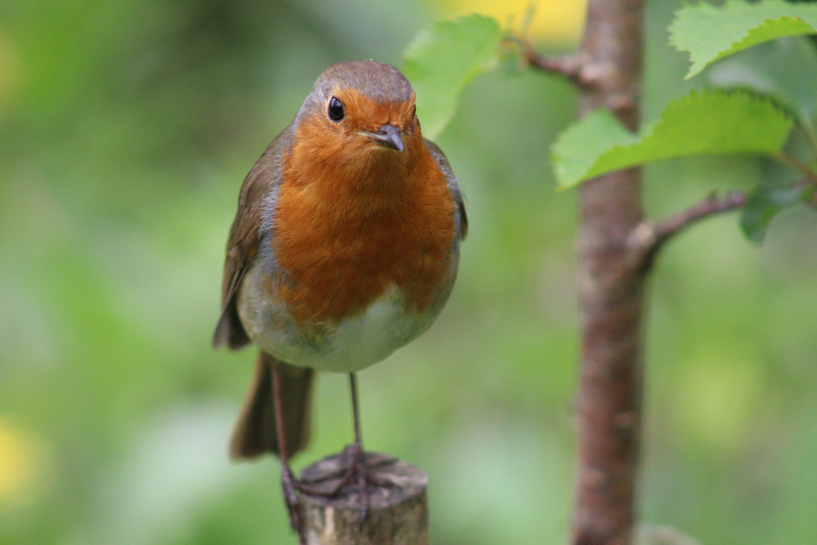 European Robin ssp. melophilus