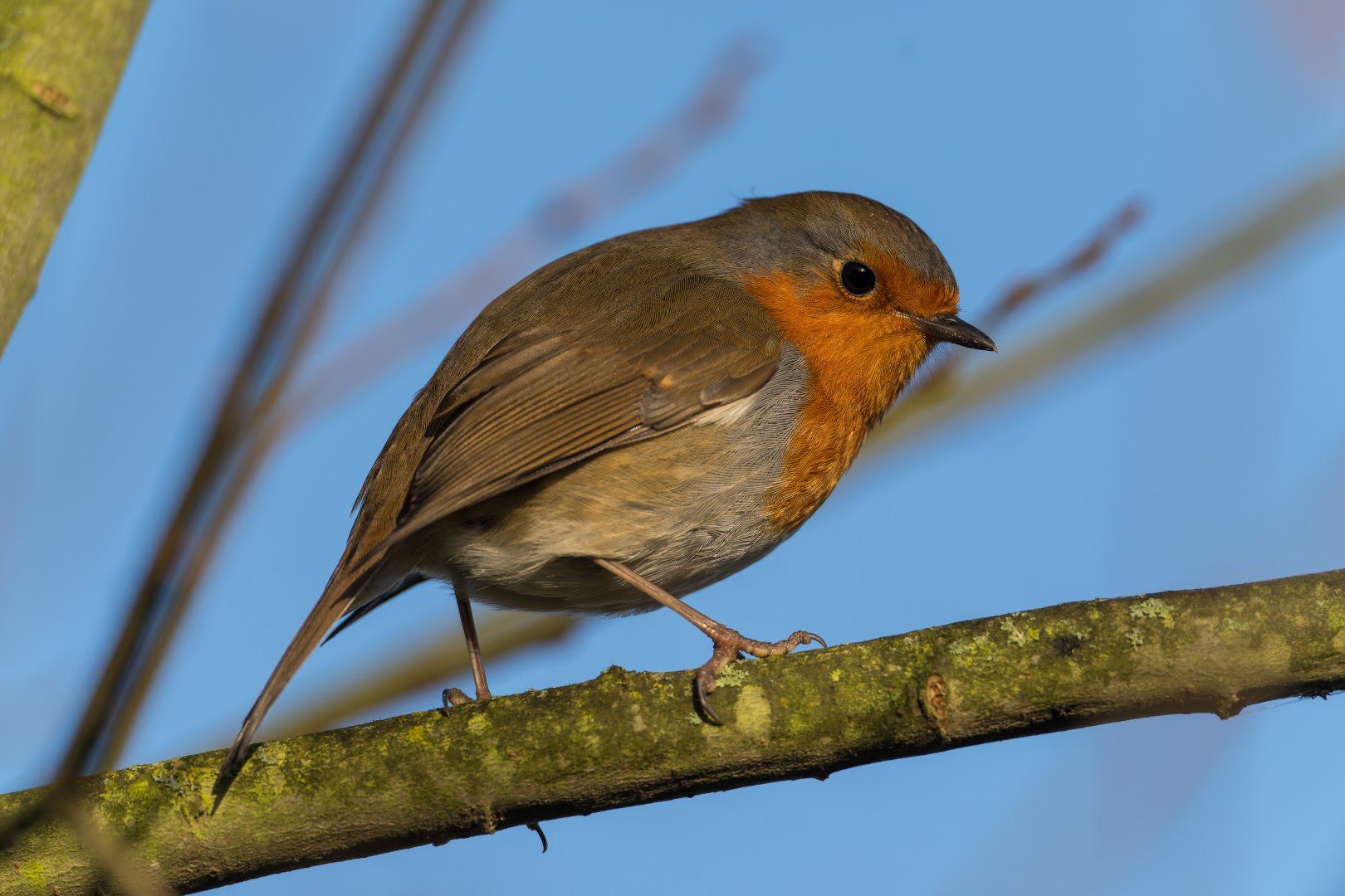 European Robin, wild, UK