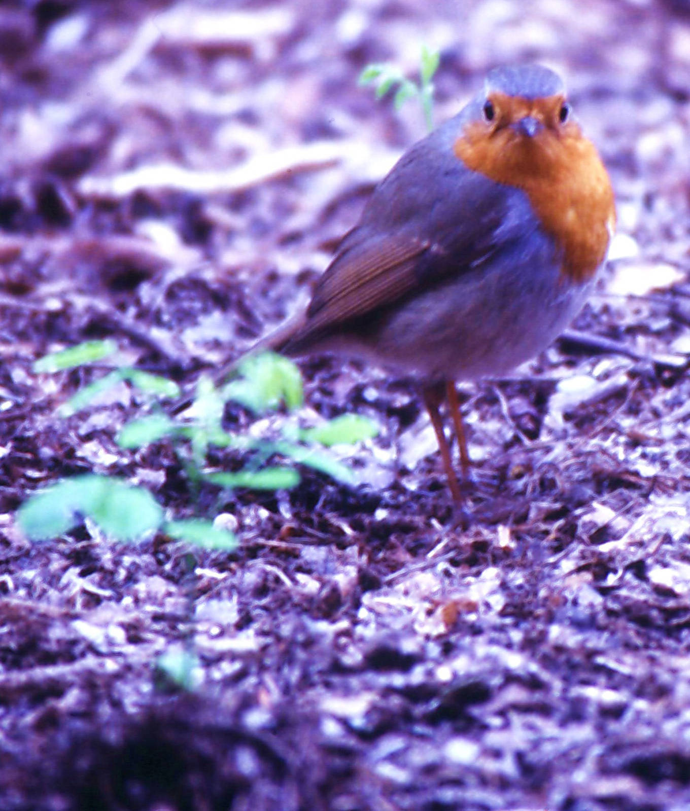 European robin