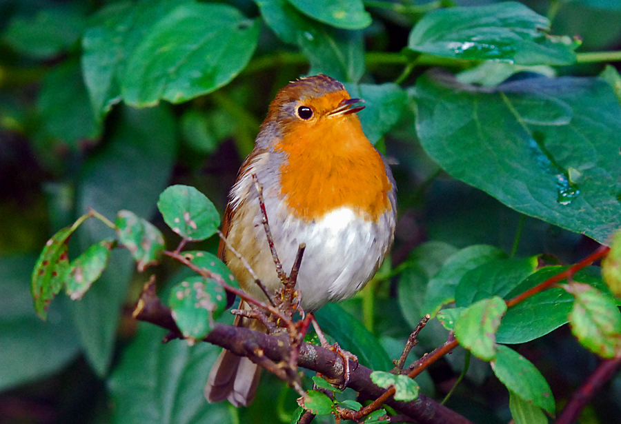 european robin