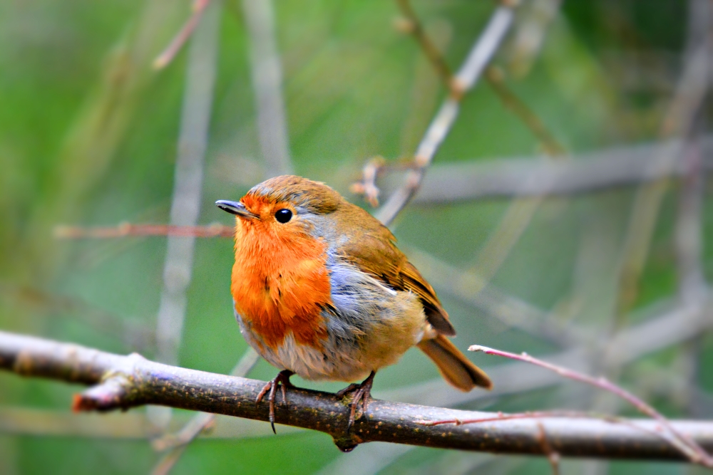 European Robin