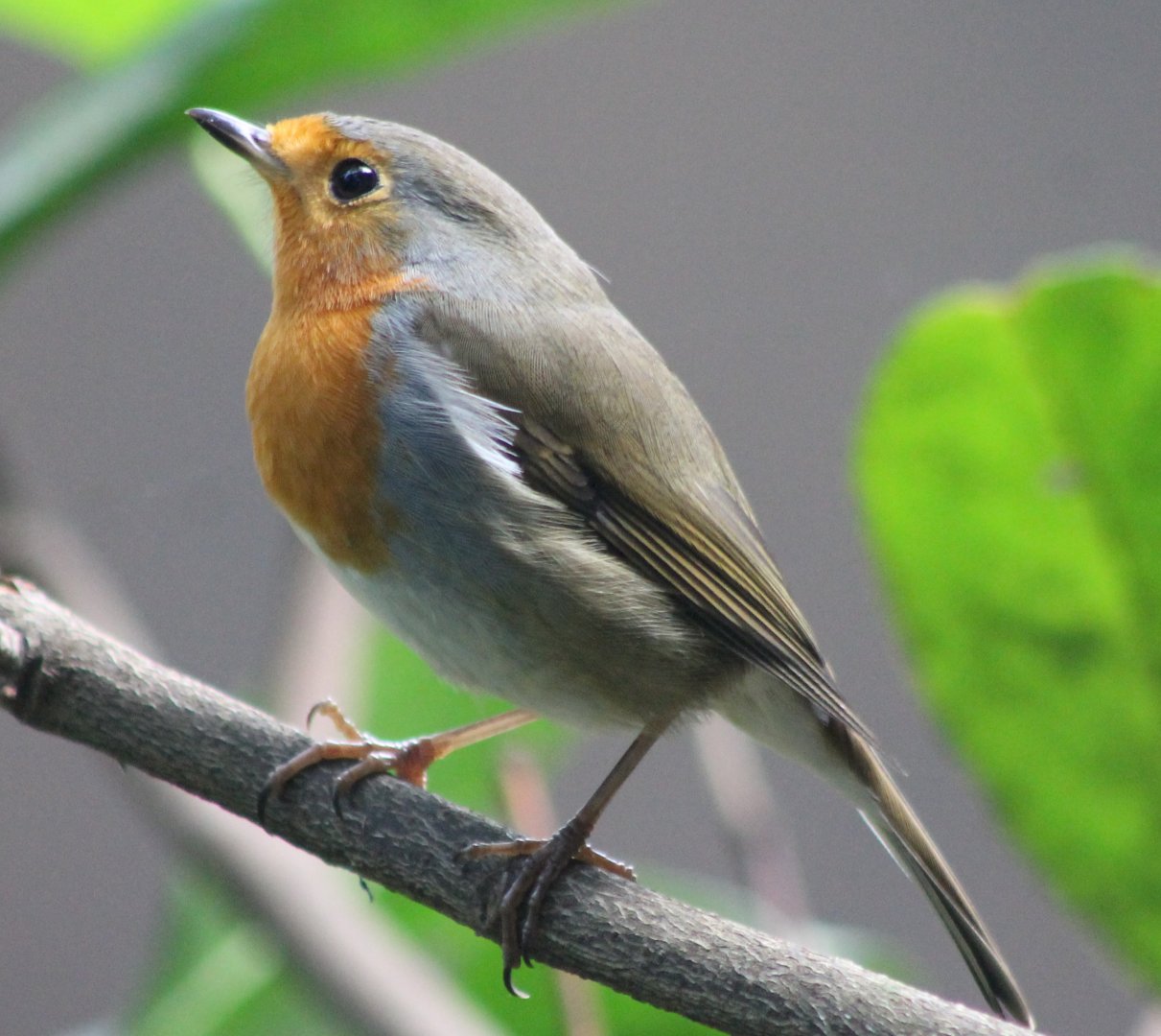 European robin