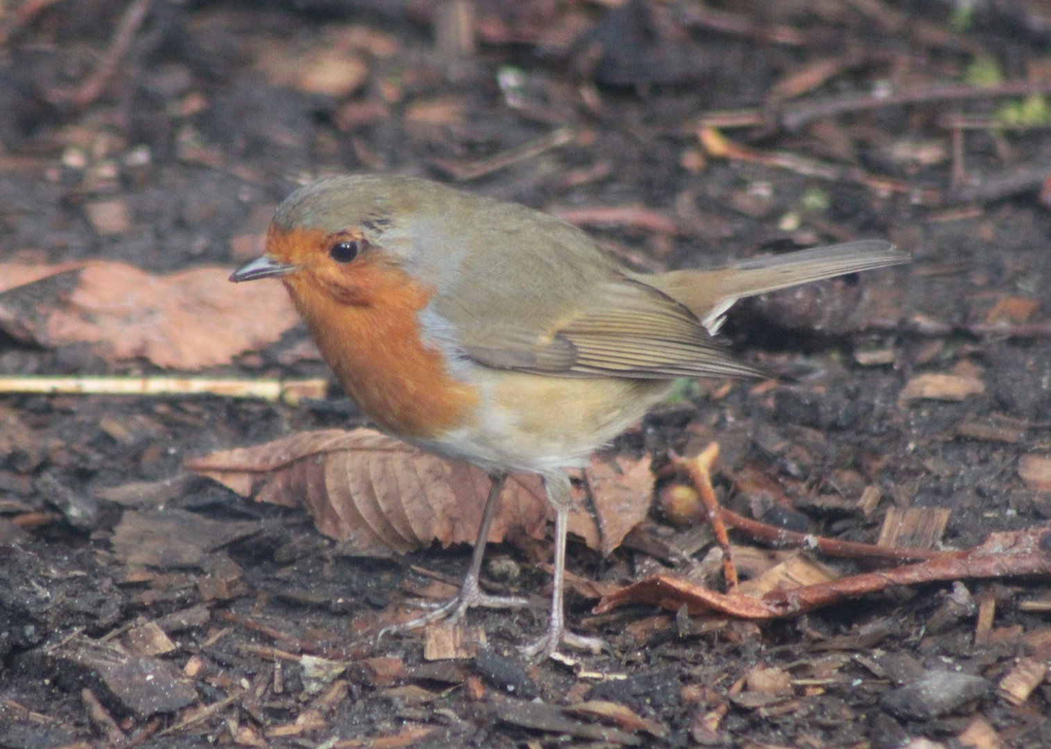 European robin