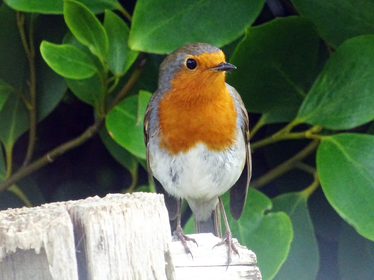 European Robin