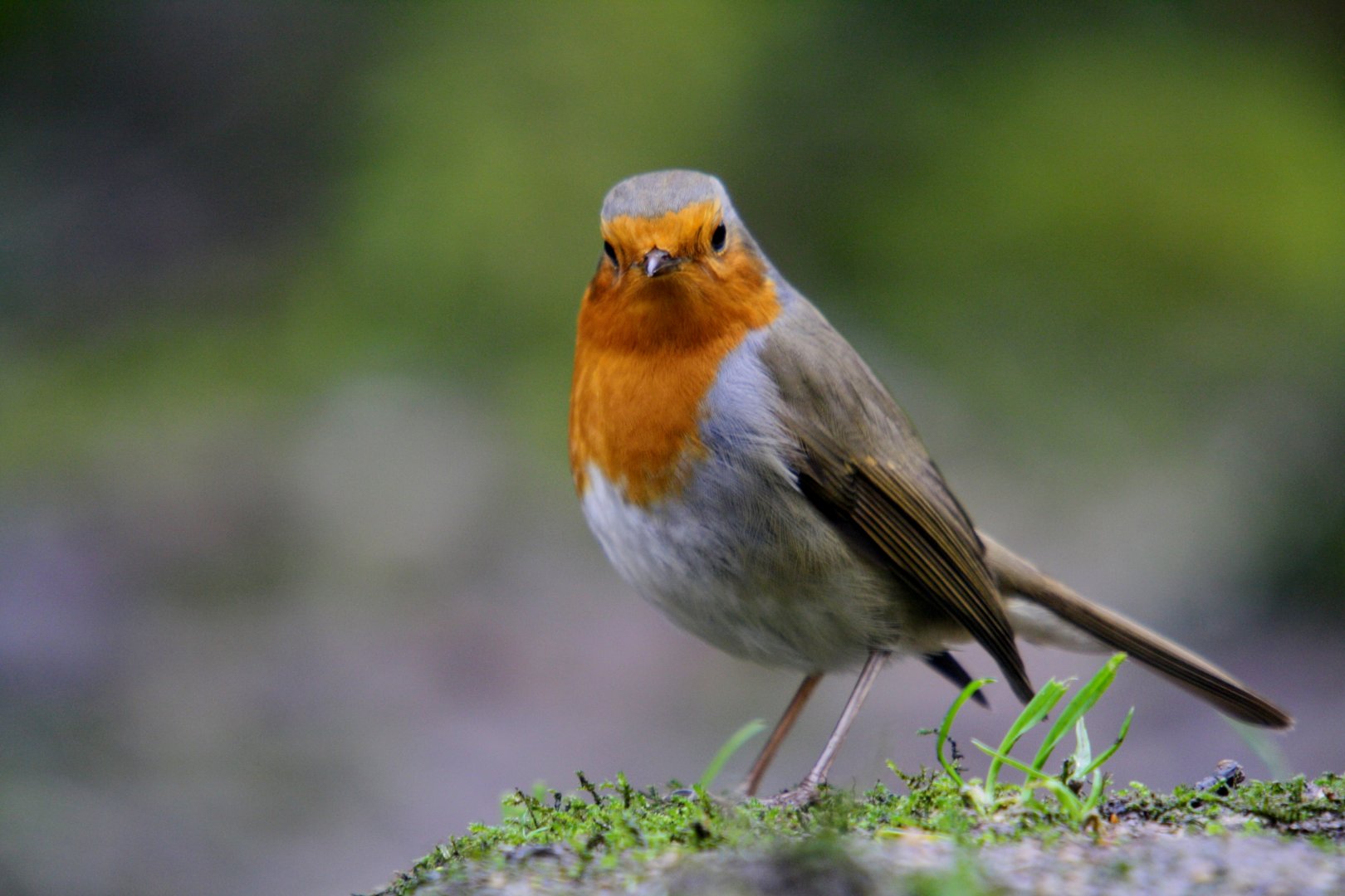 European robin