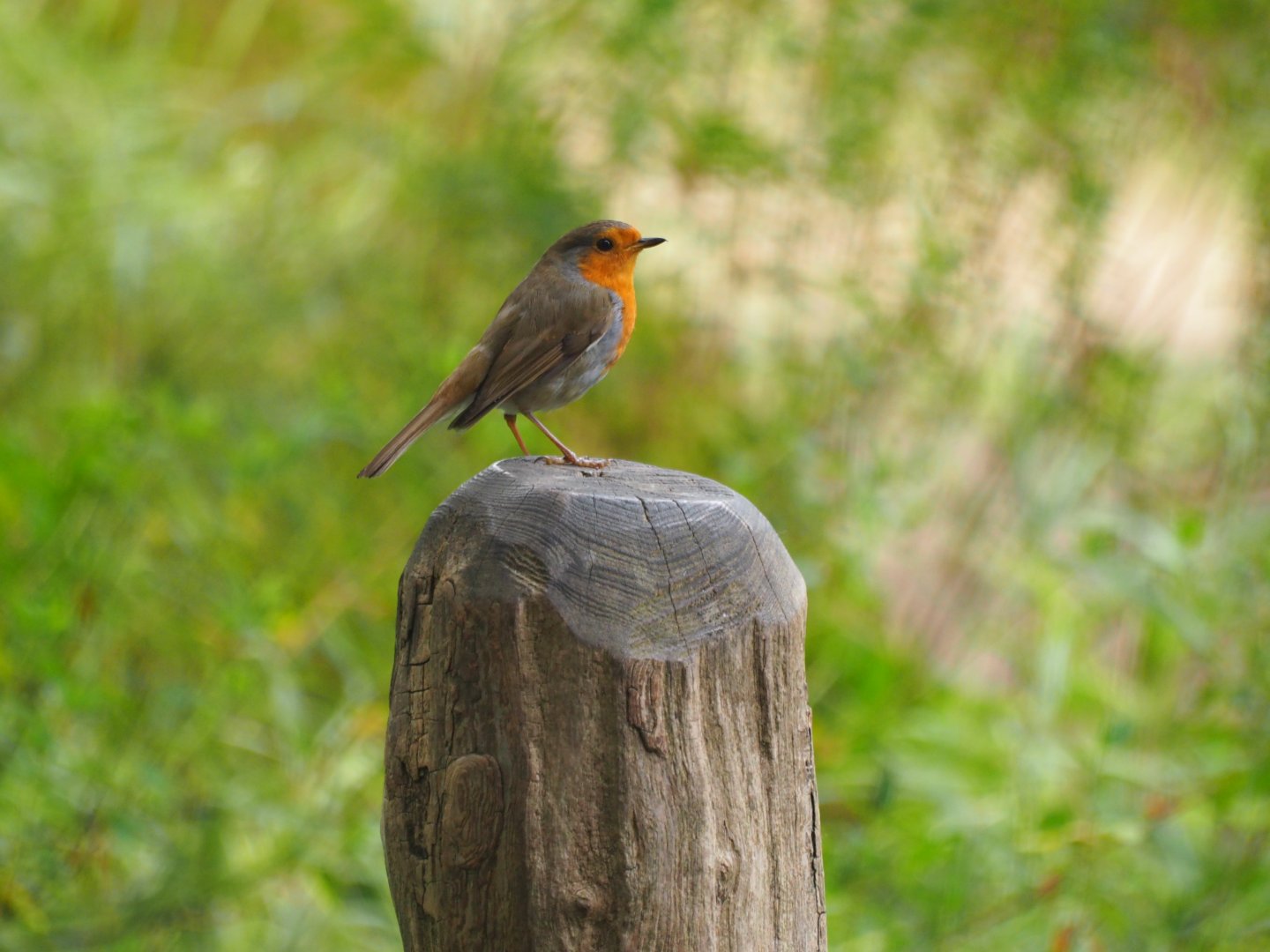 European Robin