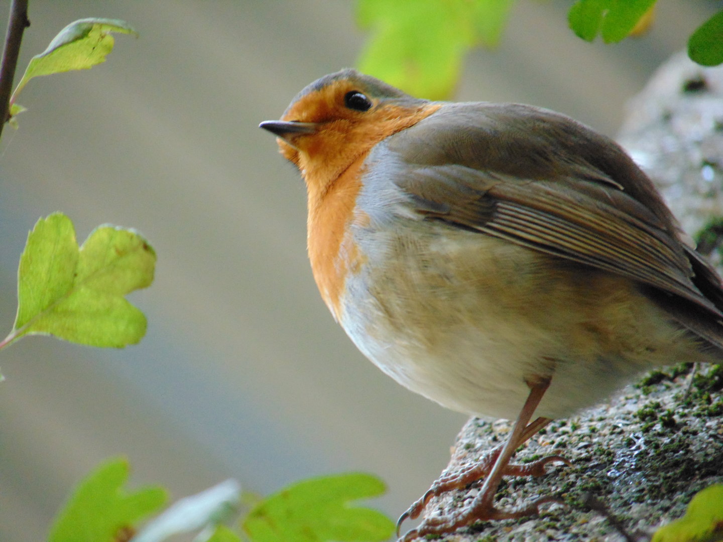 European Robin