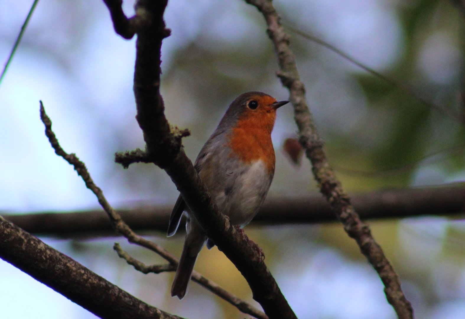 European robin