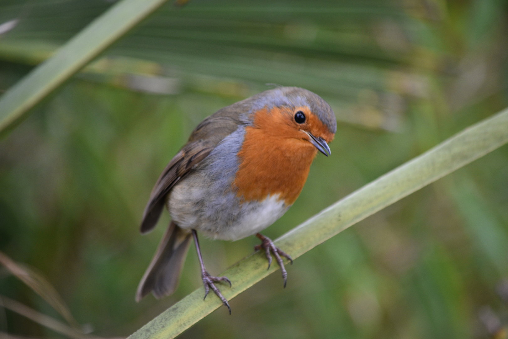 European robin