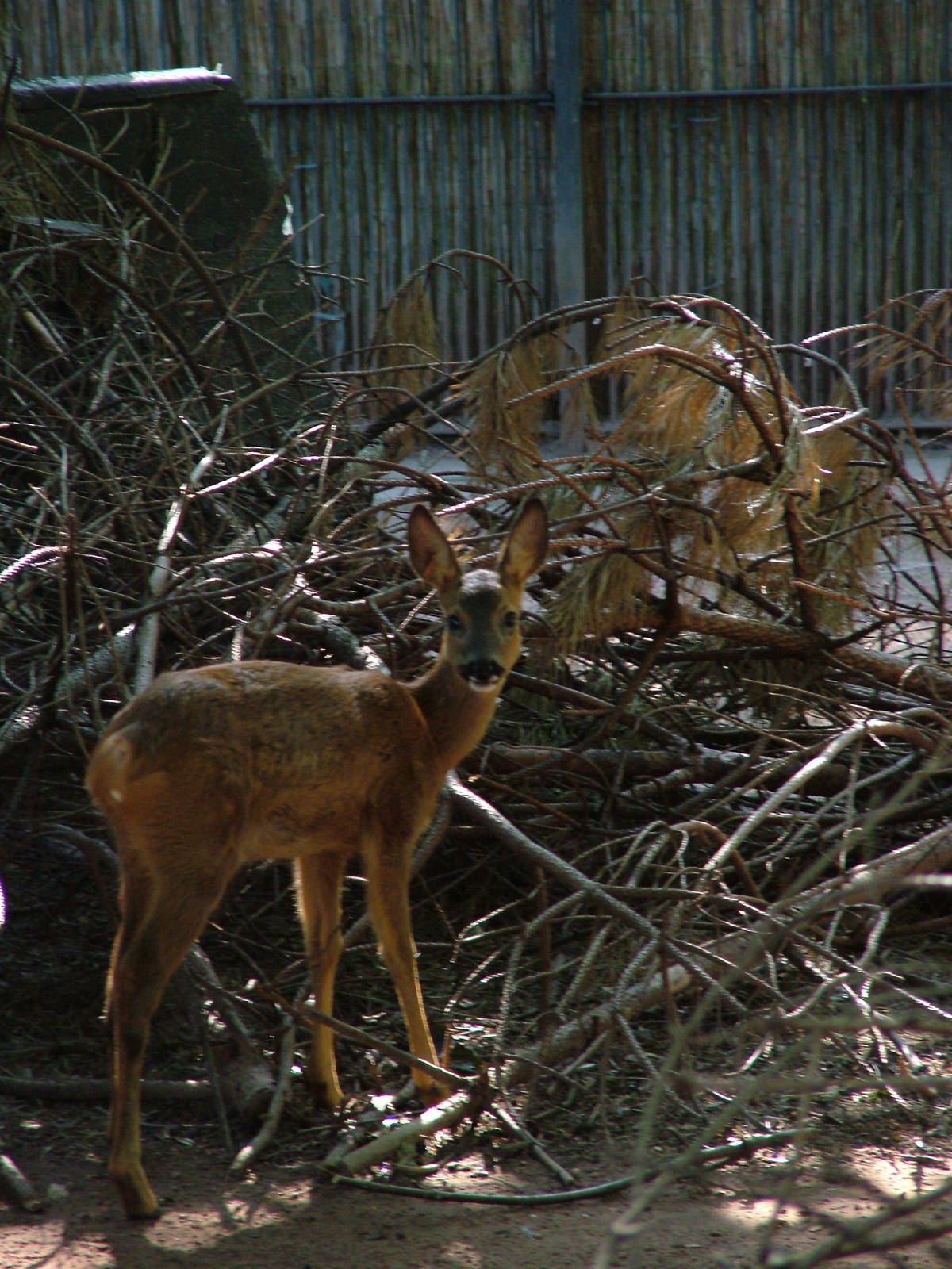 European Roe Deer at Leipzig, 02/09/11