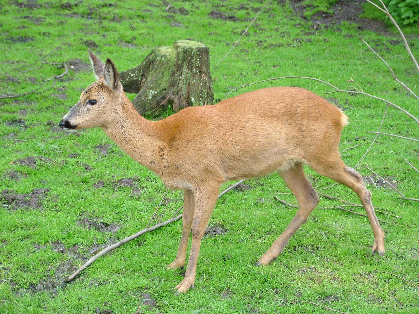 European Roe Deer at Ohrada, 26/05/10