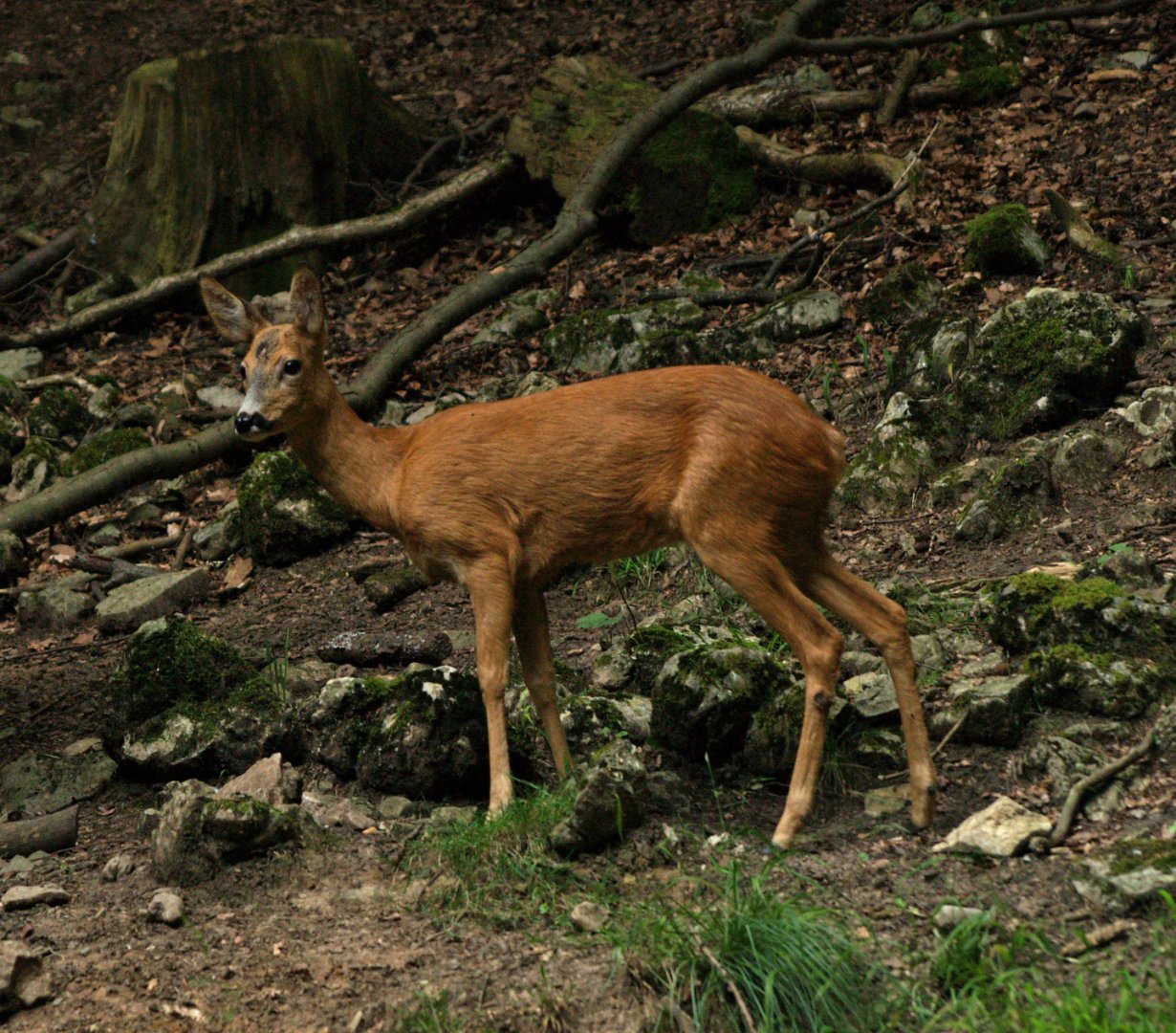 European roe deer (Capreolus capreolus), 2008-08-02
