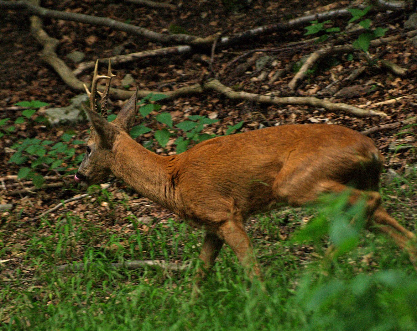 European roe deer (Capreolus capreolus), 2008-08-02