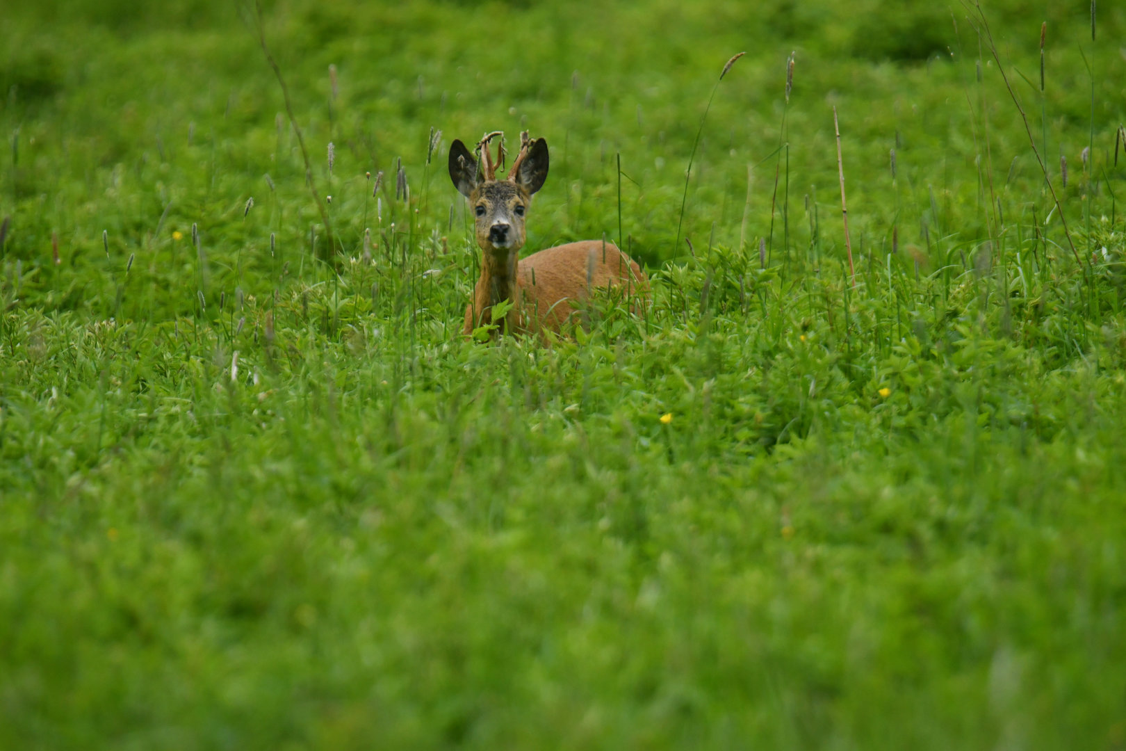 European roe deer (Capreolus capreolus)