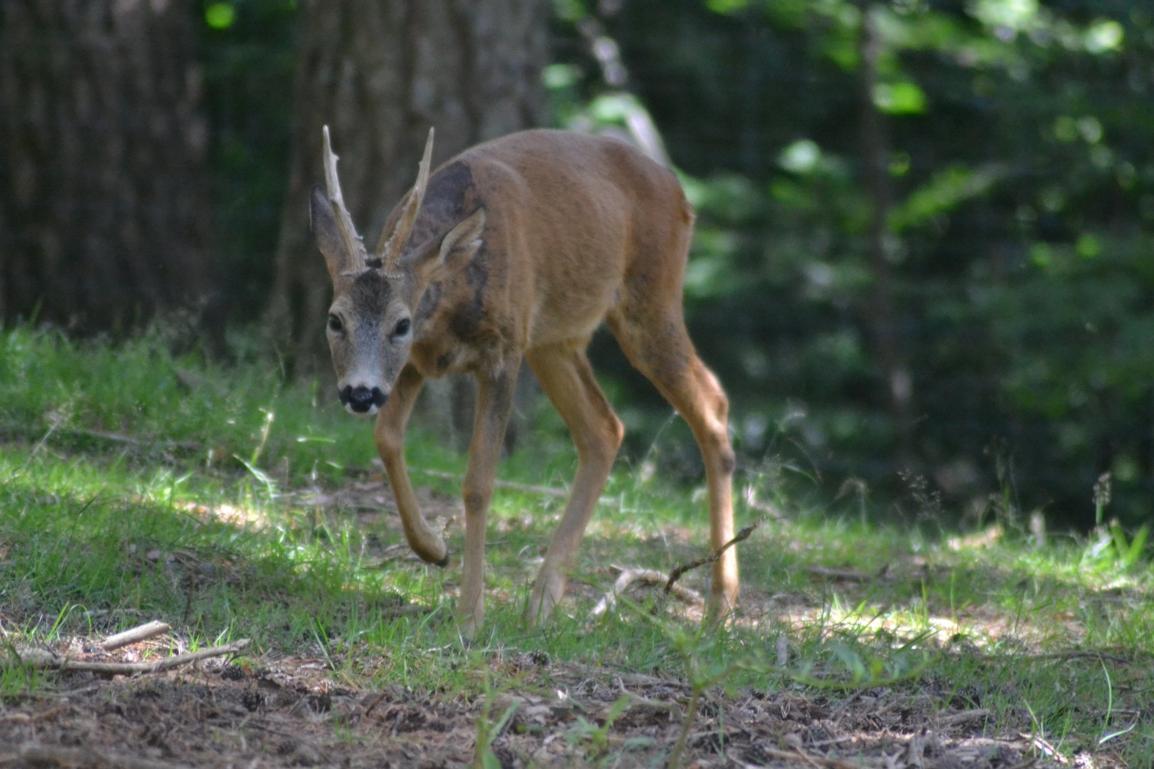 European Roe Deer - Capreolus capreolus