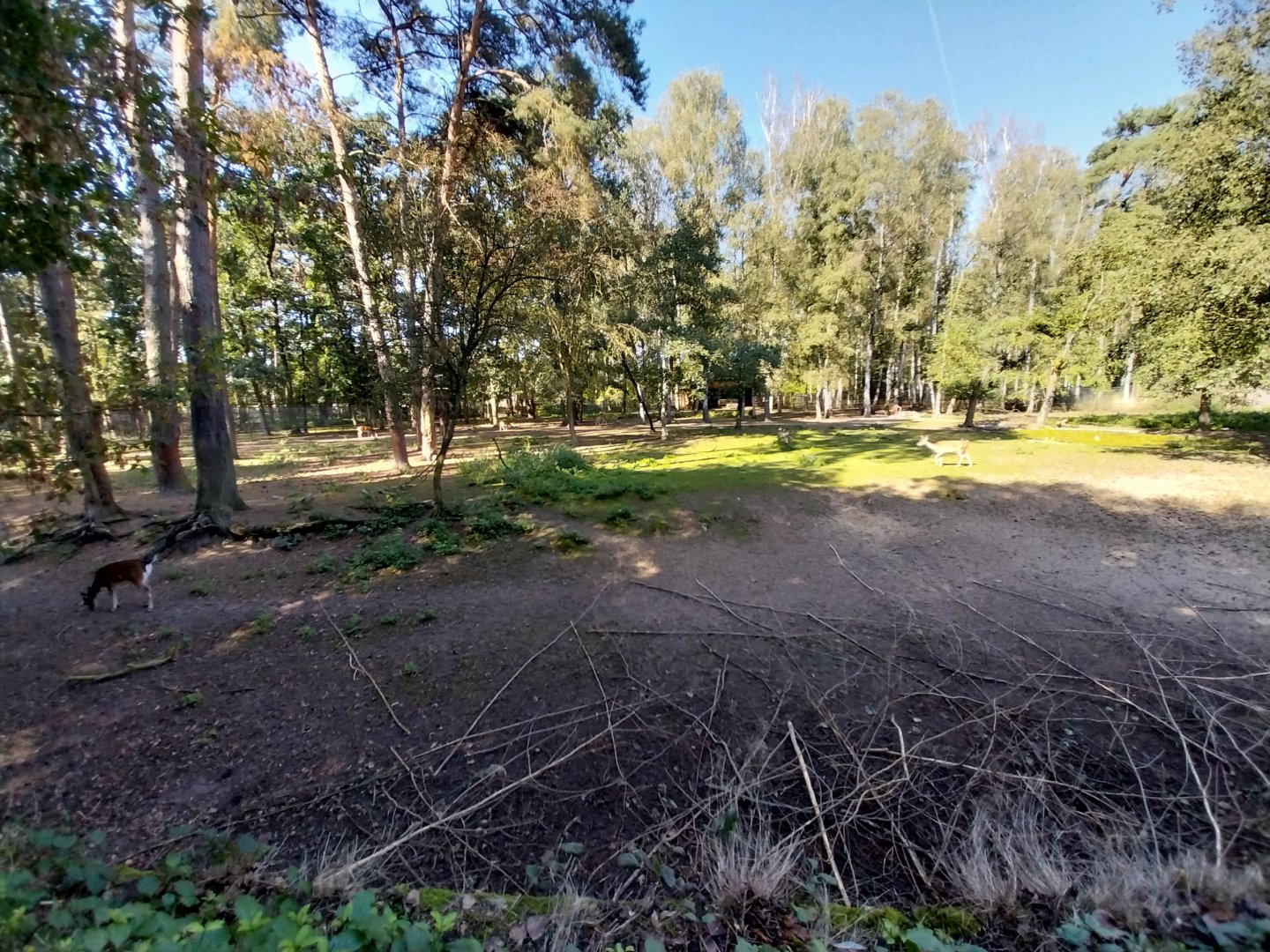 European Roe Deer (Capreolus capreolus)
