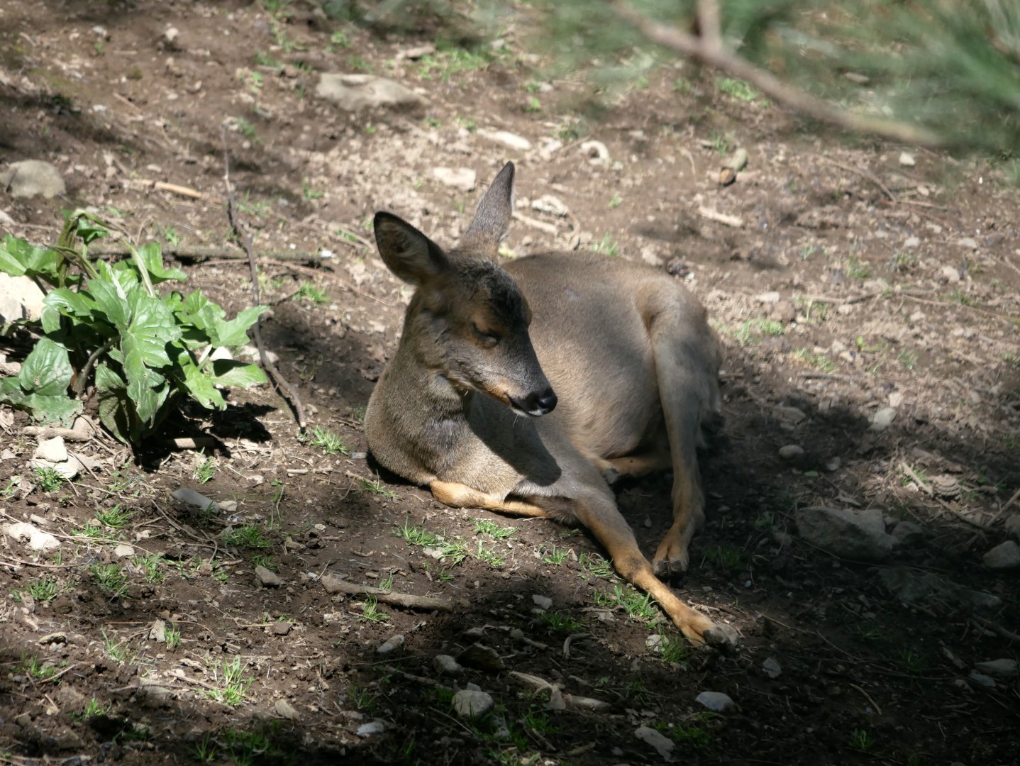 European roe deer (Capreolus capreolus)
