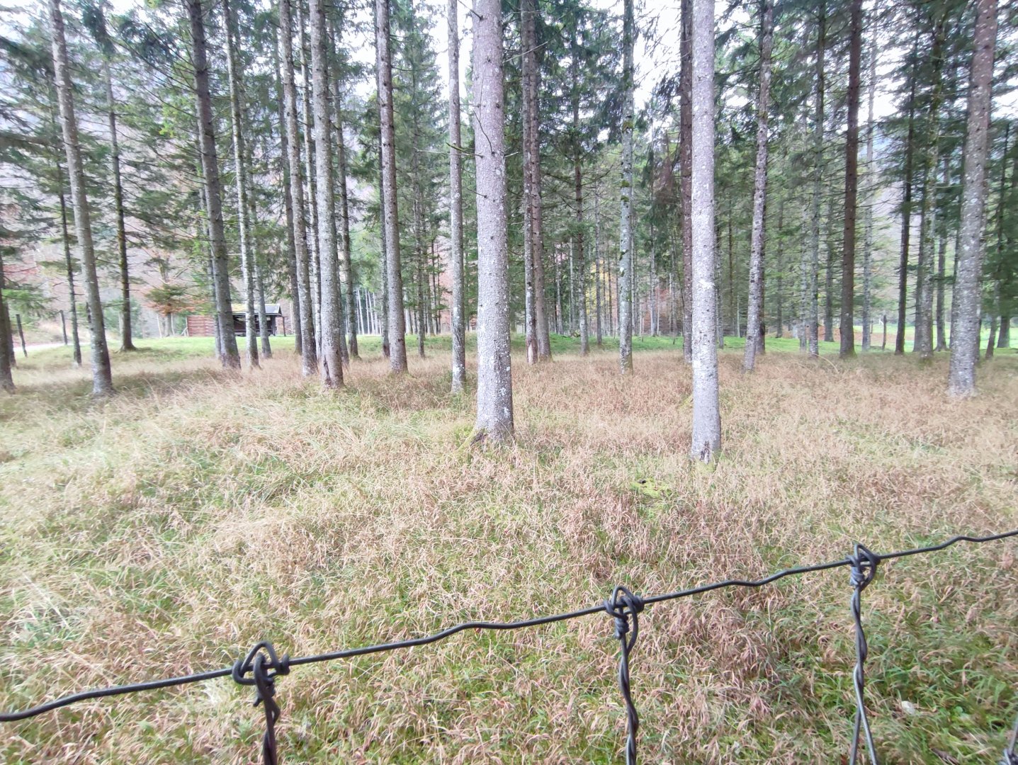 European roe deer enclosure 1 - Wildpark Grünau/Cumberland
