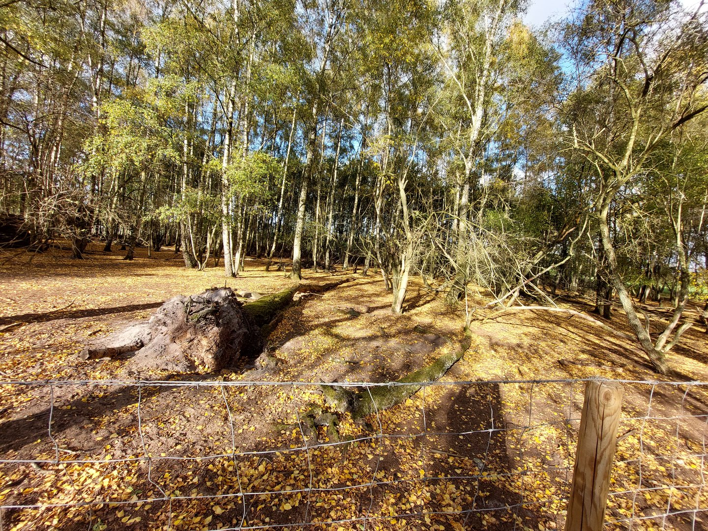 European roe deer exhibit