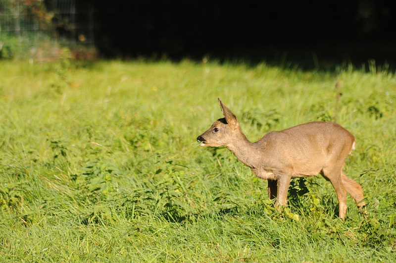 European roe deer