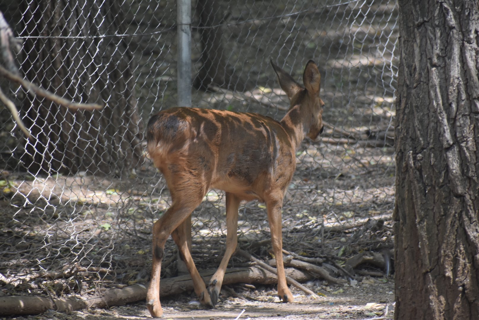 European roe deer