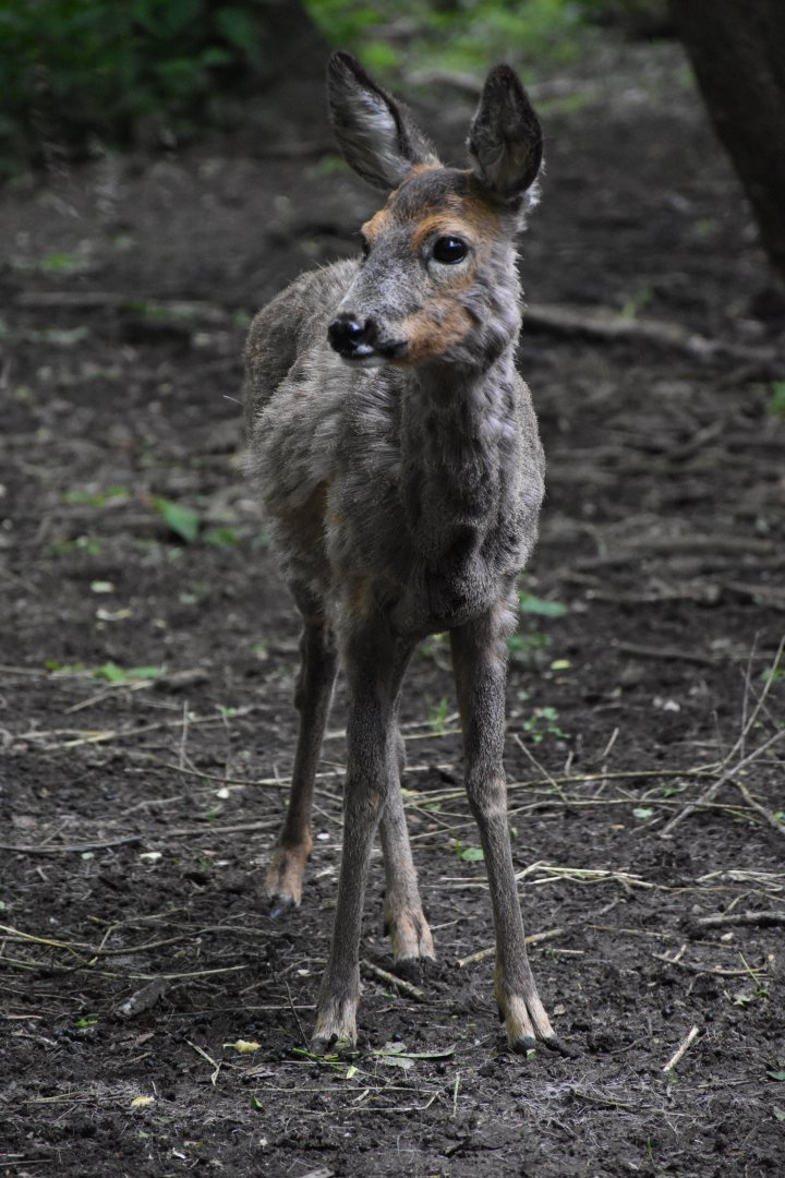 European roe deer